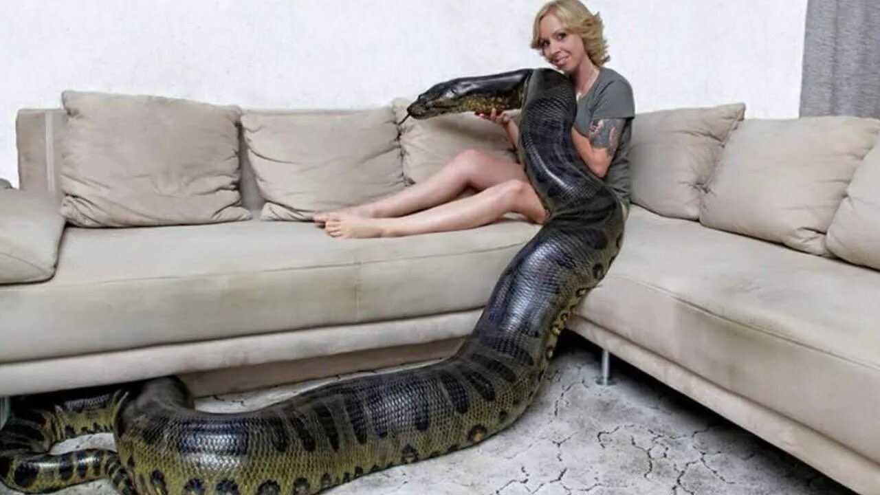 Анаконда питон и женщина. Змея Анаконда заглатывает питона. She is snake