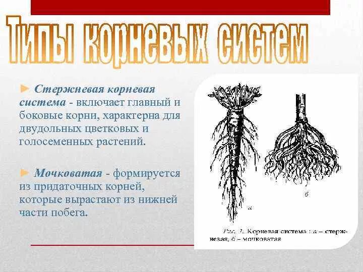 Стержневая корневая система состоит из. Стержневая система корня боковые корни. Стержневая Коренная система. Главный стержневой корень.