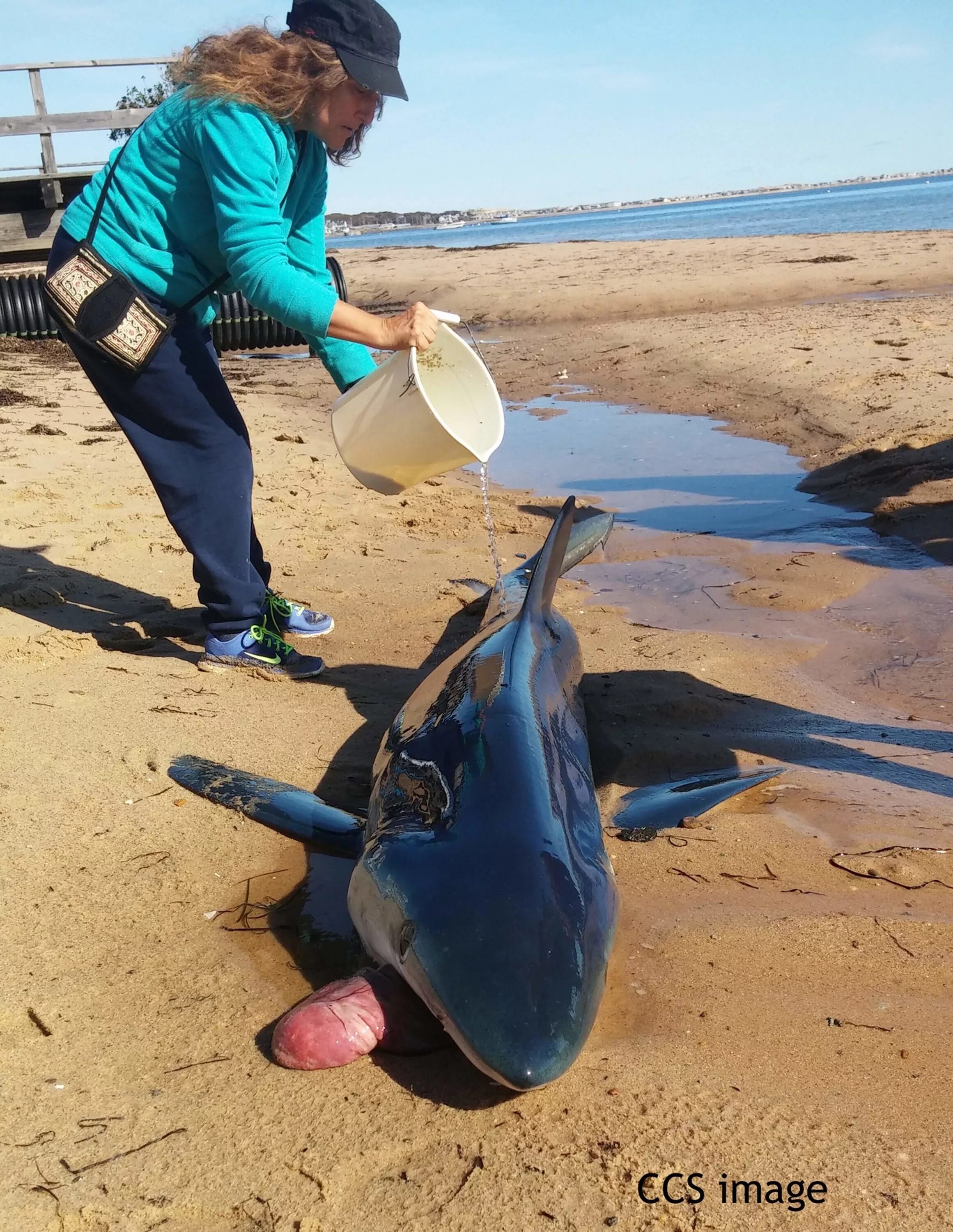 Акула. Акула. Акула выплевывает свой желудок. Акулу выбросило на берег. Желудок акулы.