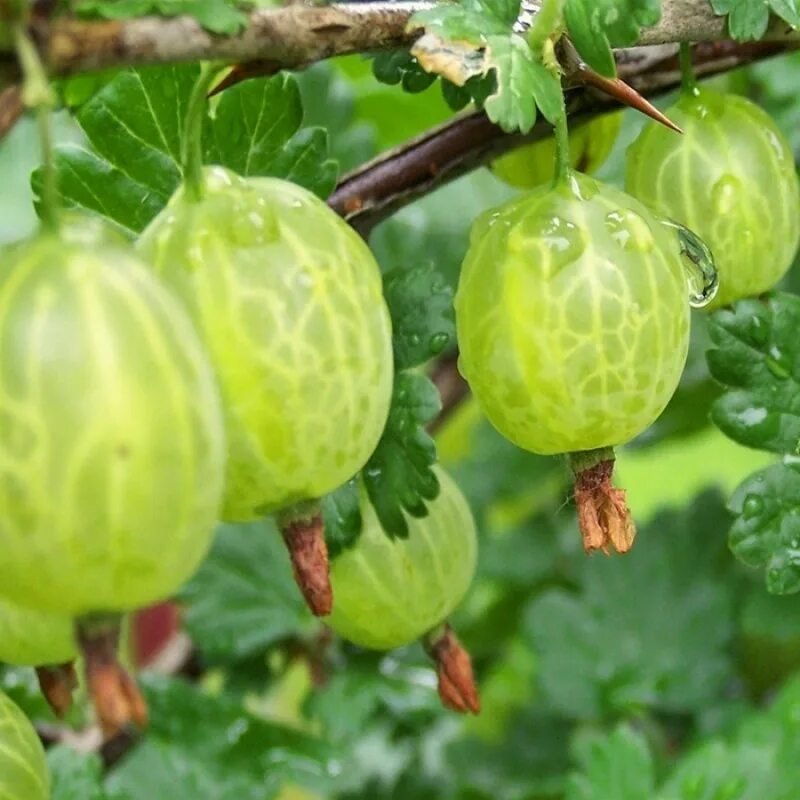 Крыжовник Уральский изумруд. Крыжовник сорт Hinnonmaki Green (Хинномеки Грин). Крыжовник бесшипный малахит. Крыжовник Кубанец. Сладкие сорта крыжовника