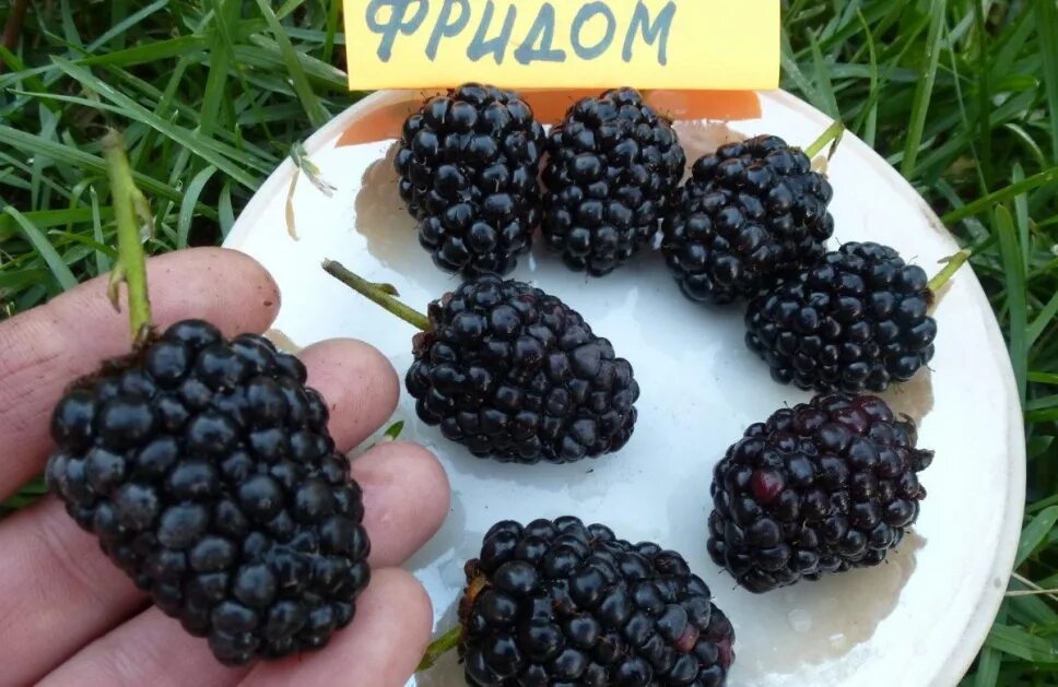 Ежевика сорта фридом - найдено 86 фото