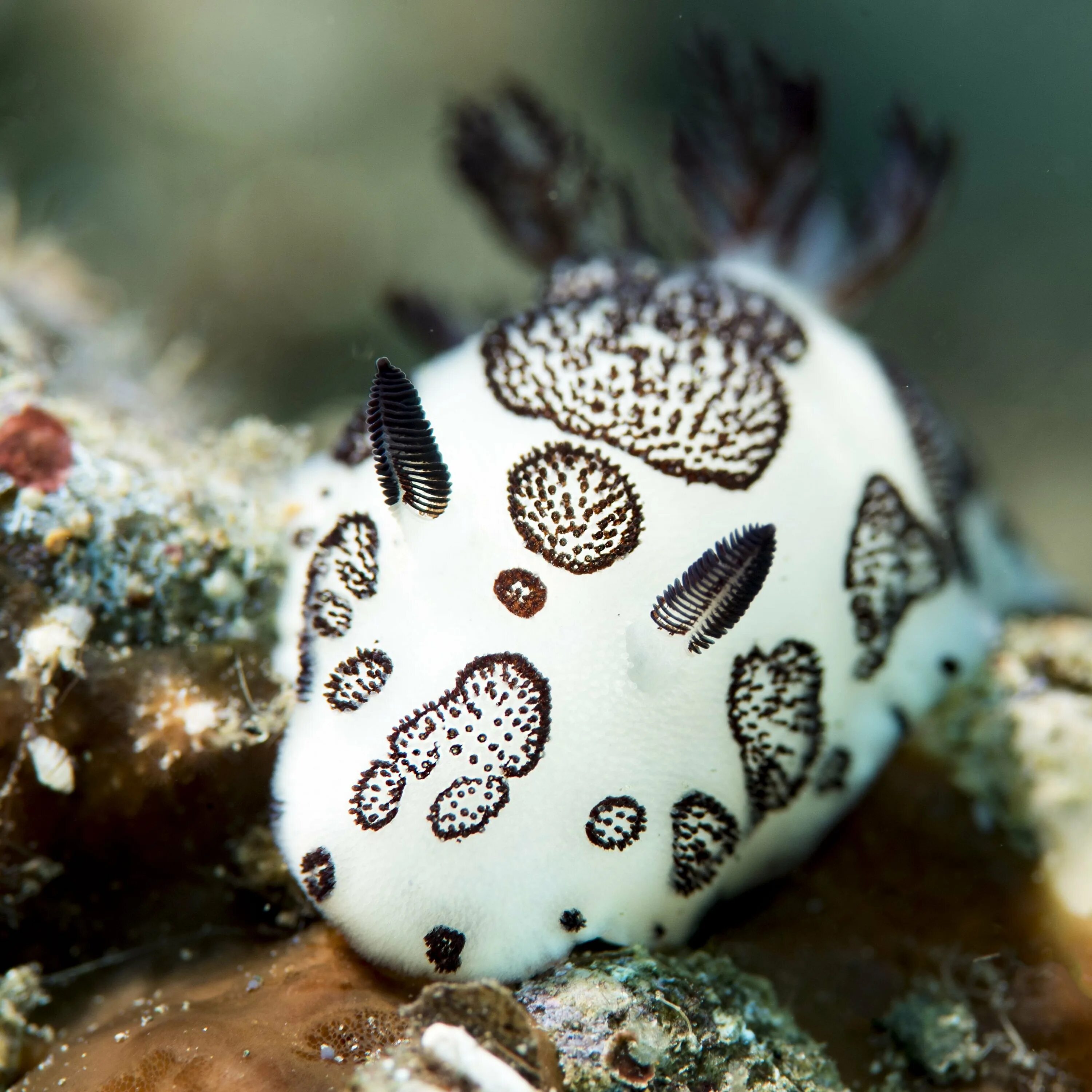 Морской кролик домашний. Морской СЛИЗНЯК Jorunna Parva. Jorunna Funebris. Морской кролик, Jorunna Parva.. Заяц морской долабрифера.