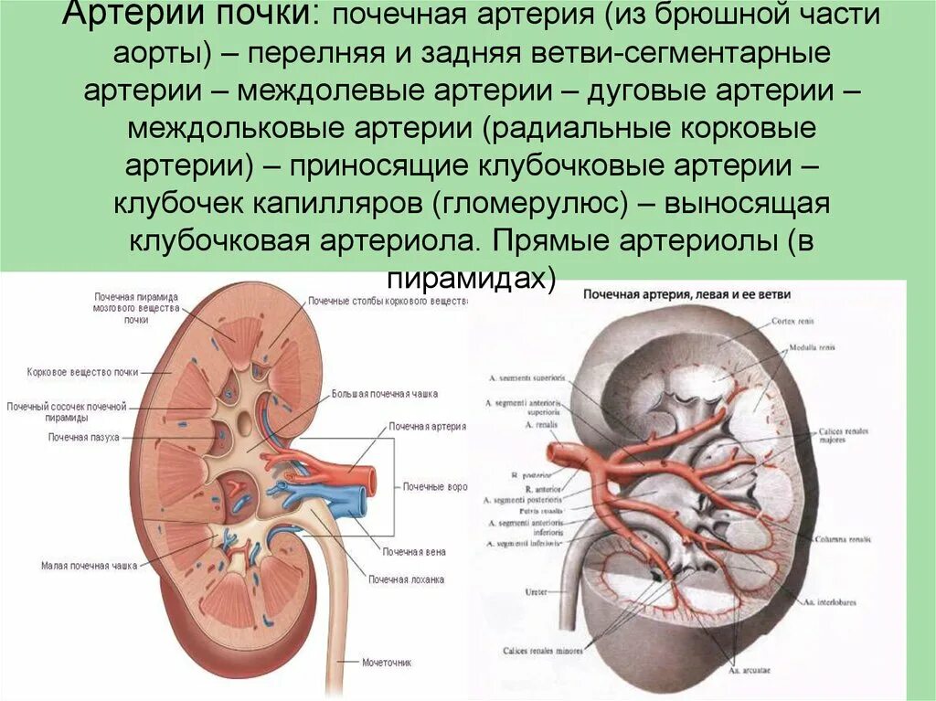 Артерии почки, строение анатомия. Ветвью какого сосуда является почечная артерия. Почечная Вена анатомия. Артерия и вена почки