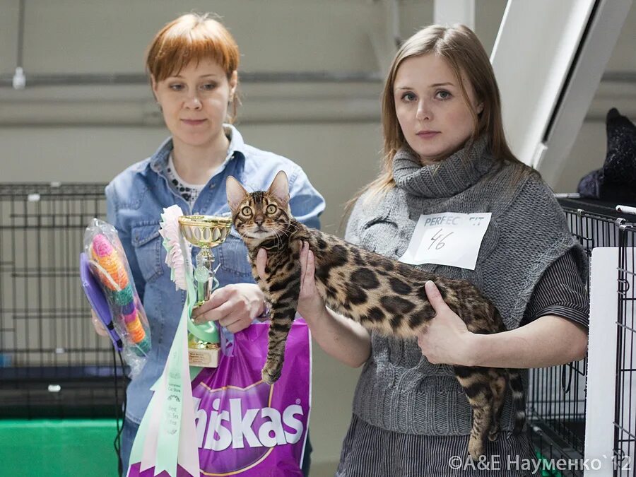 Выставка кошек. Выставка кошек в Ростове на Дону. Выставка кошек ВДНХ.