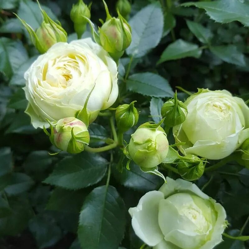 Лимон рококо (lemon rokoko). Роза флорибунда лемон рококо. Лимон рококо. Лимон рококо роза флорибунда. Лимон рококо роза флорибунда.