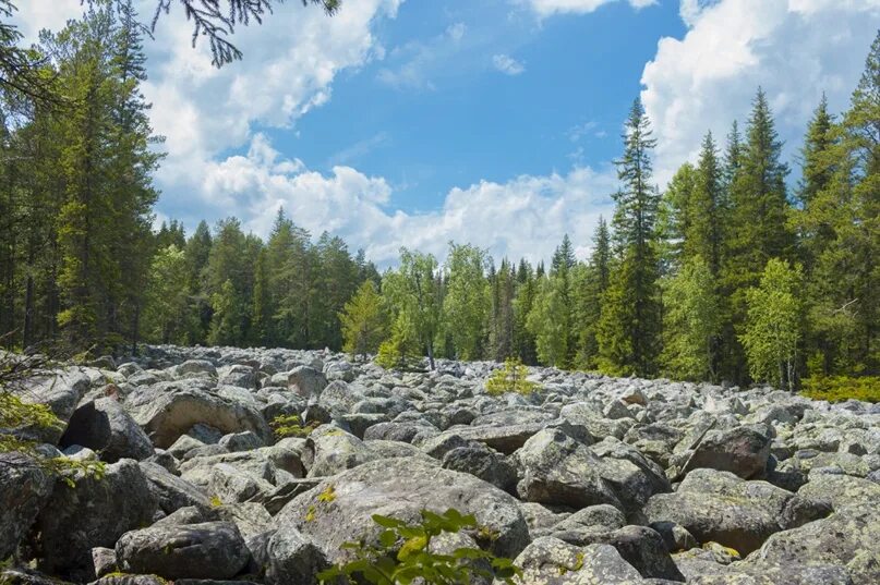 Каменная река Курум. Уральские горы курумники. Карста Курумы. Курумы средняя Сибирь.