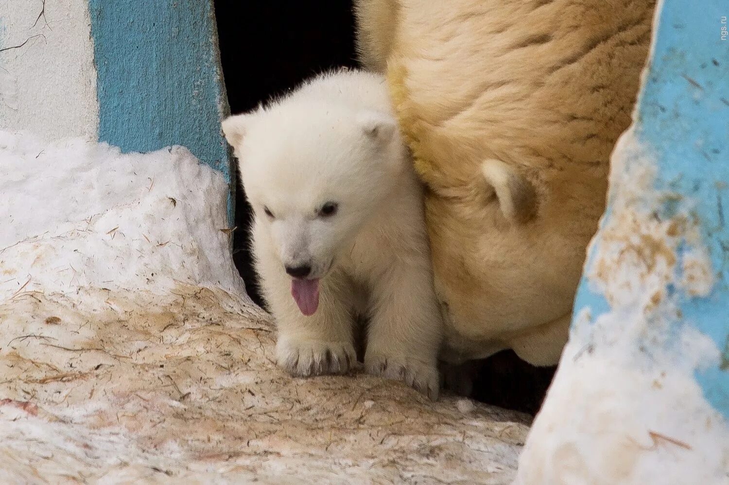 Медвежонок. Белый медведь из московского зоопарка. Почему медвежонка умку так назвали. Белая белый медведь умка. Белый медвежонок умка.