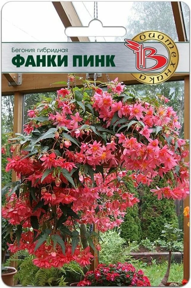 Бегония фанки. Бегония ампельная funky pink. бегония фанки пинк 5шт (биотехника) гибридная. бегония гибридная фанки скарлет ампельная. бегония ампельная каскадная.