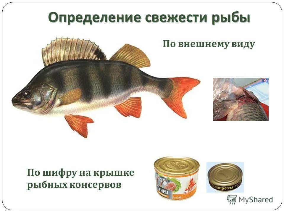 как определить возраст рыбы. как можно определить возраст рыбы. ценность рыбы в питании человека. рыбы определение. рыбы определение.