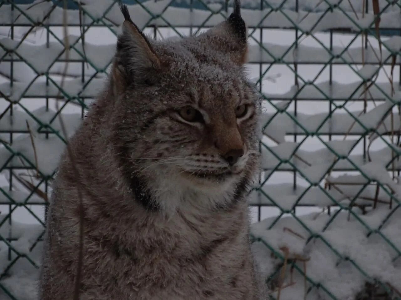 Якутский зоопарк якутия. Зоопарк в якутии орто дойду. Животные зоопарка орто дойду. Зоопарк орто дойду в якутске. Зоопарк орто дойду в якутске фото.