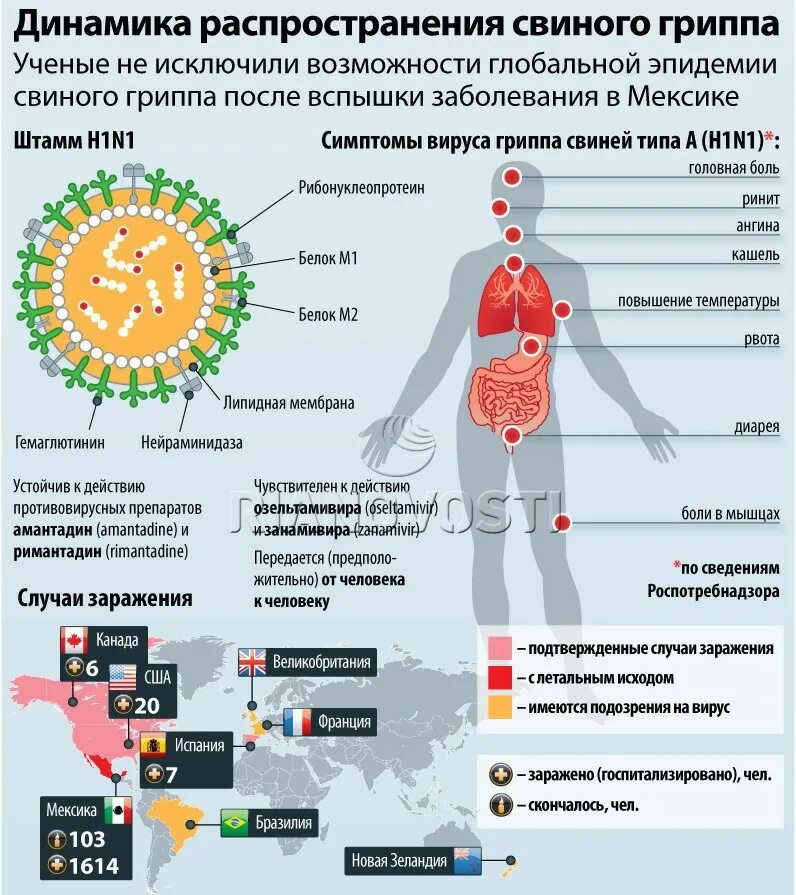 Распространенный грипп. Вирус свиного гриппа (h1n1). Свиной грипп h1n1 симптомы. Вирус гриппа а (h1n1) симптомы. Пандемия свиного гриппа h1n1.