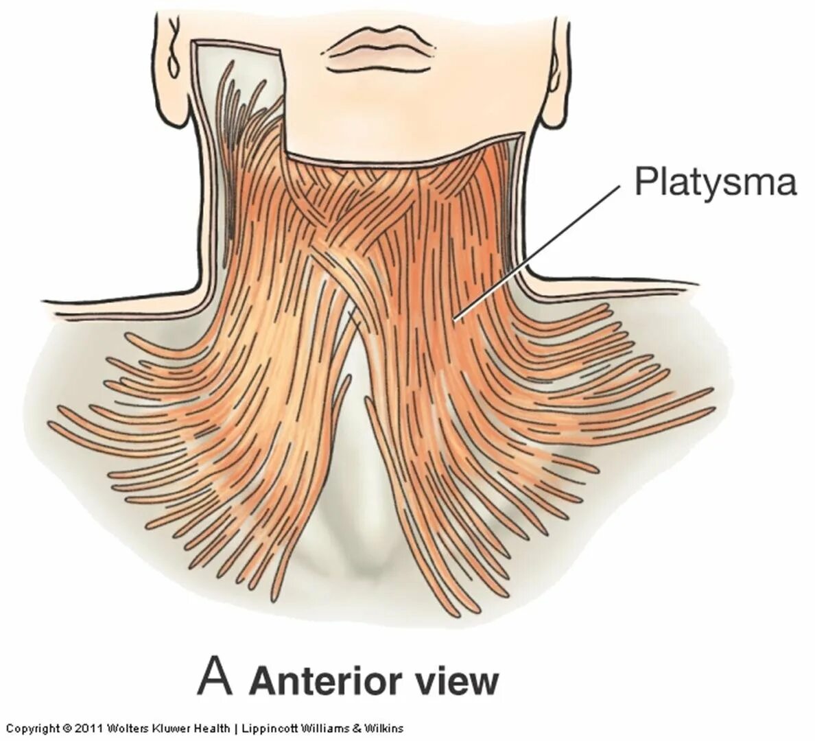 Платизма. Platysma анатомия. подкожная мышца шеи платизма.
