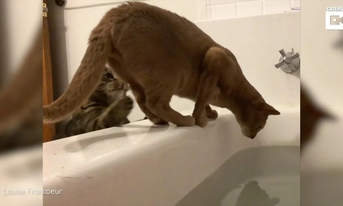 Стоит ли отправлять девушке видео кота. Стоит ли отправлять девушке видео кота. Смешные котики с озвучкой. Кот кузя из северодвинска. Кошечка с котом по видеосвязи.