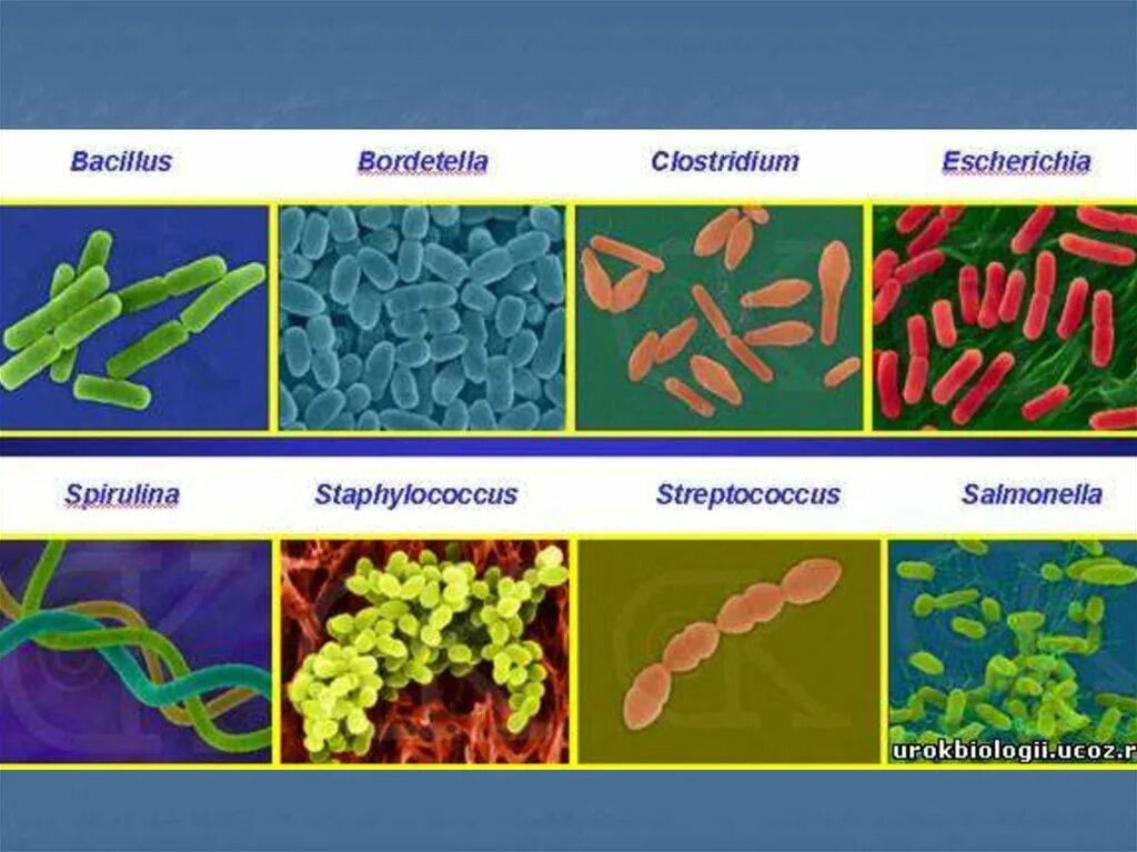 Представители бактерий. Царство бактерий названия. Представители царства бактерий. Царство бактерий названия бактерий. Примеры бактерий биология