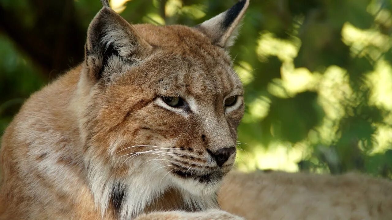 Bobcat рысь. Снежная рысь фото. Обыкновенная рысь lynx lynx. Иберийская рысь. Рысь в субтропиках.