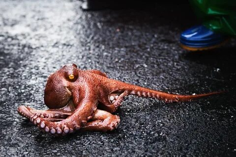 Самого маленького осьминога