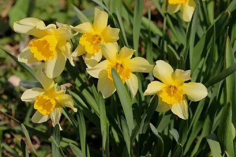 Solar narcissus