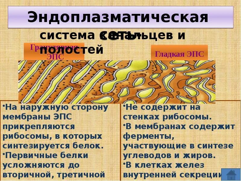 Эпс участвует в синтезе белков. Гладкая ЭПС. Гладкая эндоплазматическая сеть. Эндоплазматическая сеть и рибосомы.