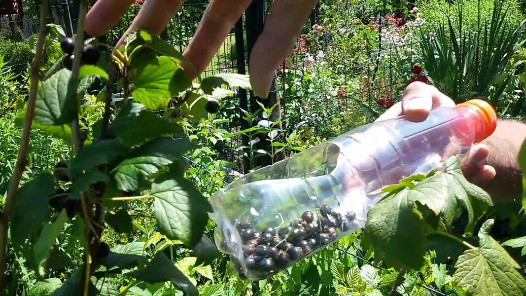 Как собрать черную смородину с кустов