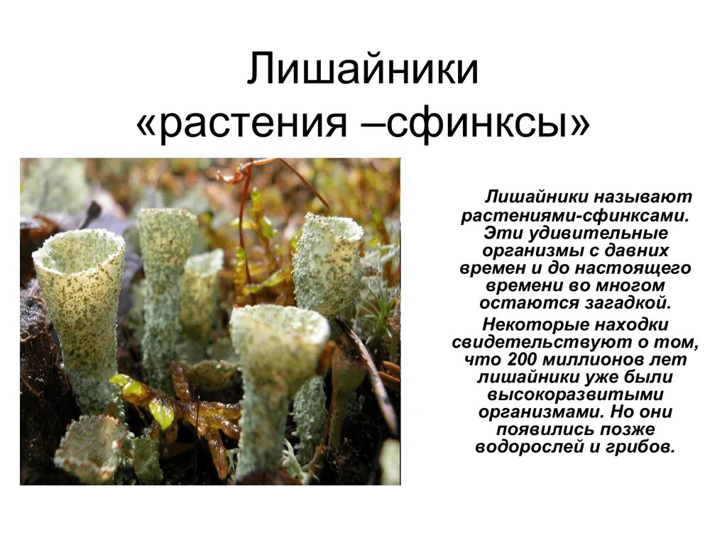 Какие живые организмы называют пионерами. Лишайники сфинксы. "Лишайники - организмы "сфинксы",. Почему лишайники называют сфинксами. Почему лишайники называют растениями сфинксами.