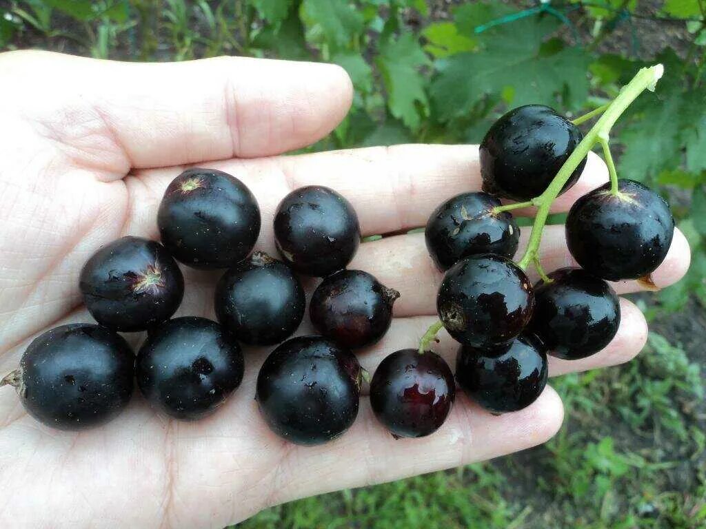 Какой сорт самой крупной смородины. Смородина черная Литвиновская. Смородина черная Литвиновская, (v-2 ltr). Смородина сорт Литвиновская. Смородина черная Литвиновская с15 (среднеранняя).