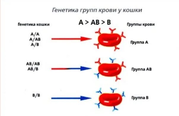 У мужа и жены одинаковая кровь. Группы крови у кошек. Группы крови кошек совместимость. Групп крови ab у кошек. Группы крови у собак.