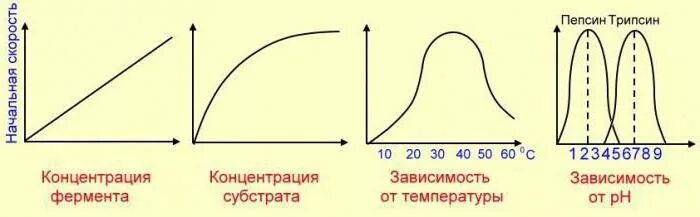 График зависимости скорости реакции. График зависимости активности ферментов. график зависимости активности ферментов от концентрации субстрата. зависимость скорости ферментативной реакции от ph и температуры. зависимость скорости ферментативной реакции от ph.