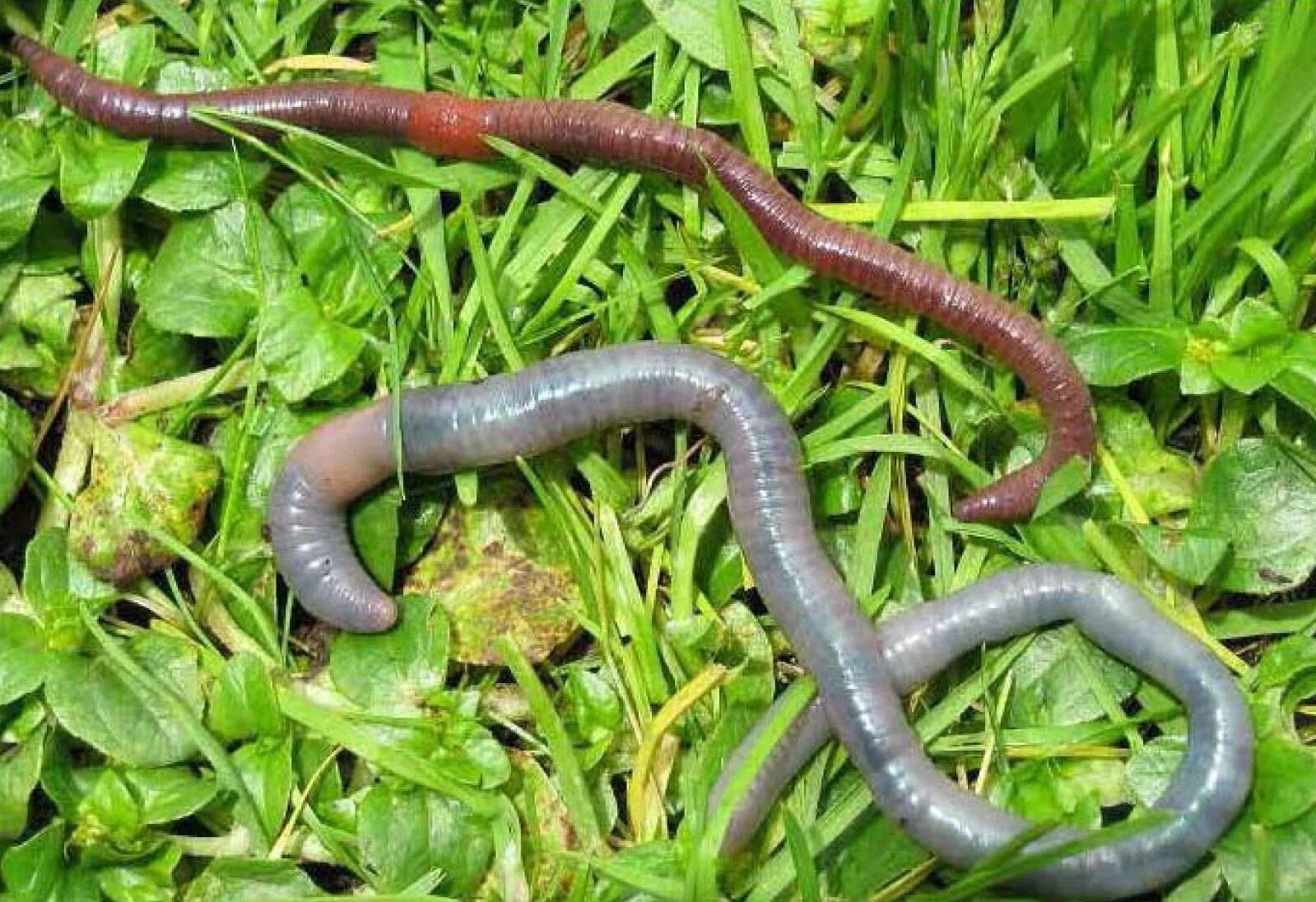 Слизь дождевых червей. Червь Земляной (Lumbricus terrestris). Красный червь (Lumbricus rubellus.