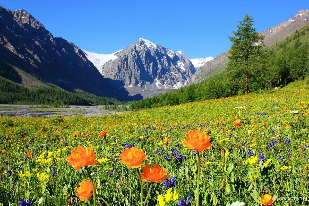 Горный Алтай Альпийские Луга. Цветущие Альпийские Луга Алтая. Высокогорные Альпийские Луга Алтай. Гора Белуха горный Алтай Цветущий.