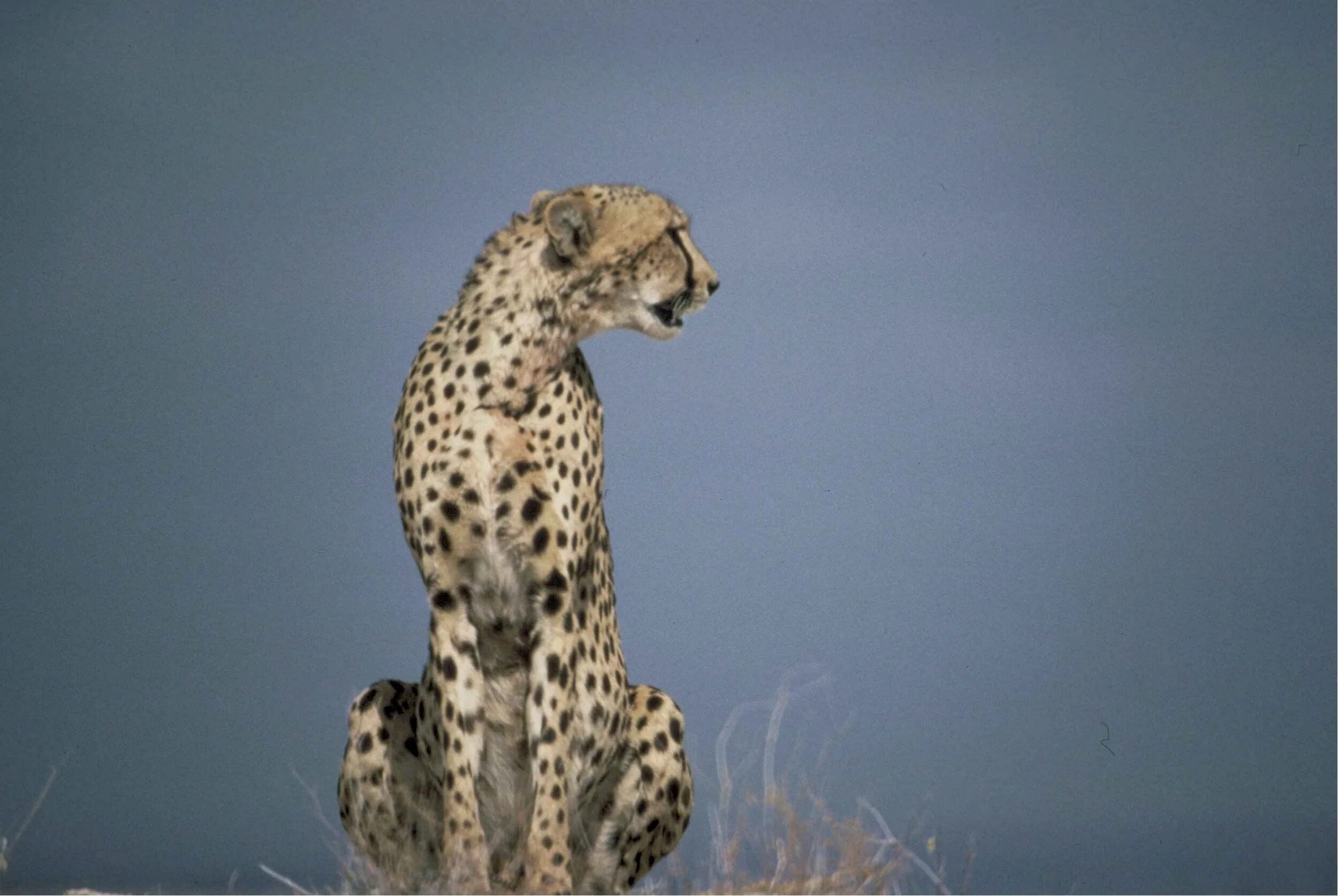 Африканский гепард. Африка Саванна гепард. Acinonyx jubatus. Гепард млекопитающие Африки.