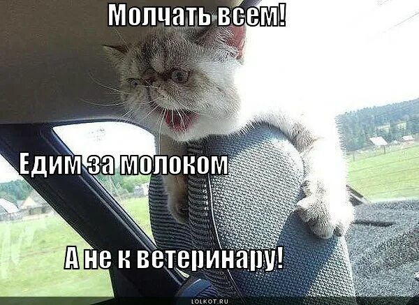 Молчу молчу молчу молчу ворчу ворчу. Что молчим картинки прикольные. молчать картинка. молчи прикол. молчу картинки смешные.