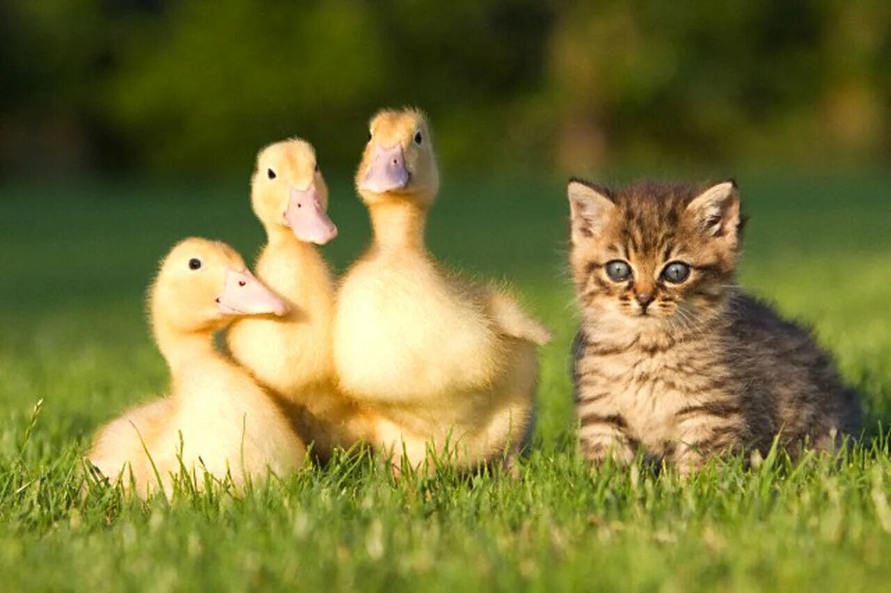 Cat duck. Котенок и утенок. Котенок и цыпленок. Цыпленок и утенок. Милые котята и утята.