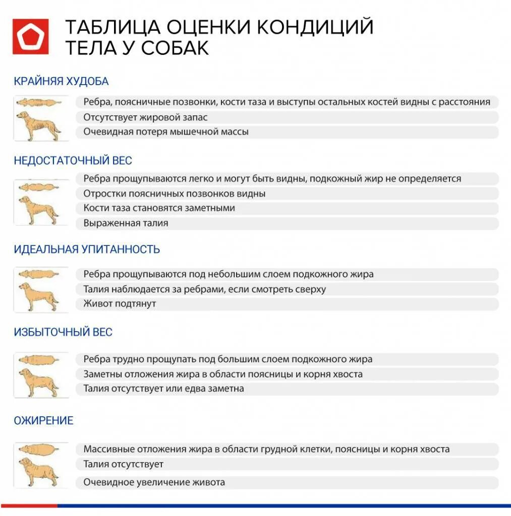 Типы кондиции. Оценка кондиции собак. система оценки кондиции тела собаки. оценка упитанности собак и кошек. оценка упитанности собак.
