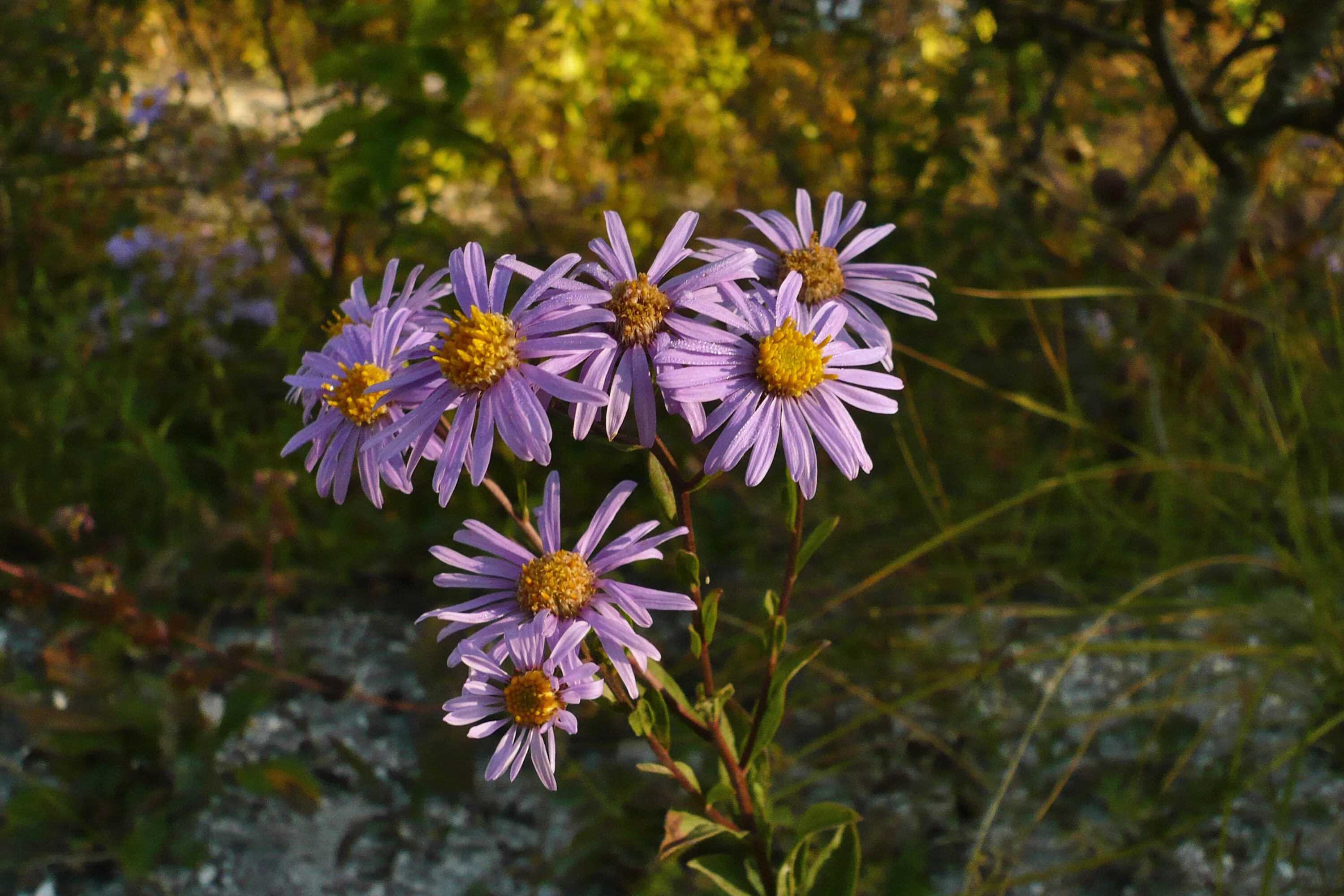 Aster amellus Image of an specimen Plantarium