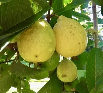 Египетская груша