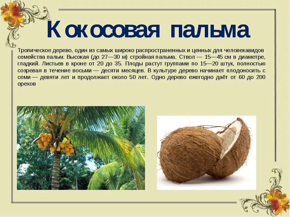 Кокос описание