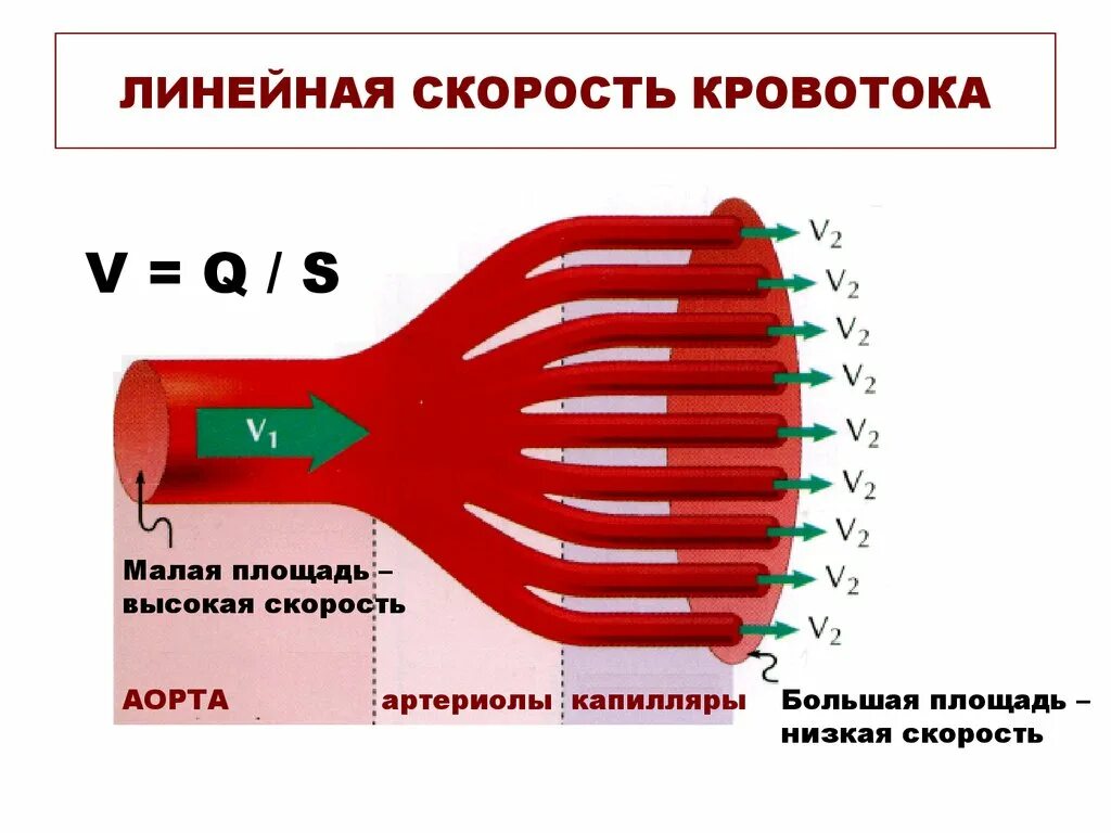 Какова зависимость изменения скорости движения крови. Движение крови по сосудам скорость кровотока. Линейная скорость кровотока. Объемная скорость кровотока. Линейная скорость движения крови.