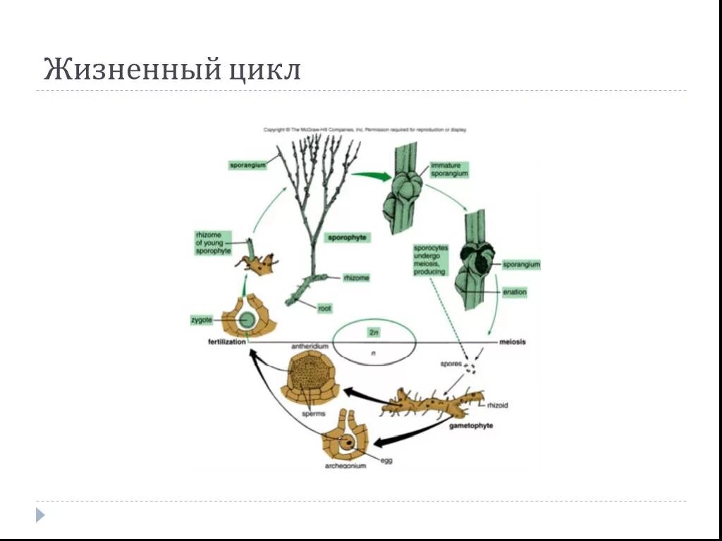 Псилотовидные жизненный цикл. Жизненный цикл растений. Жизненный цикл риниофитов. Жизненный цикл растений схема.