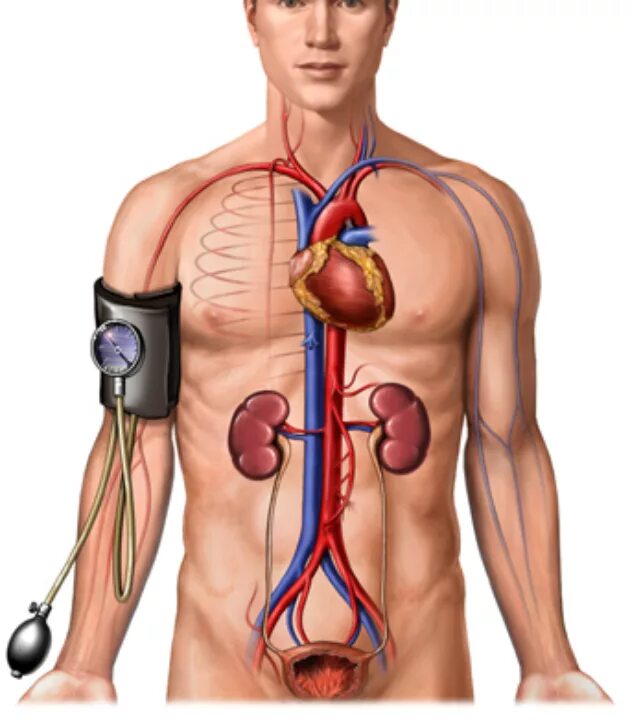 Гипотония сердца. Нефрогенная артериальная гипертензия. Артериальная гипертензия сердце. Артериальная гипертензия почки. Почки и артериальная гипотония.