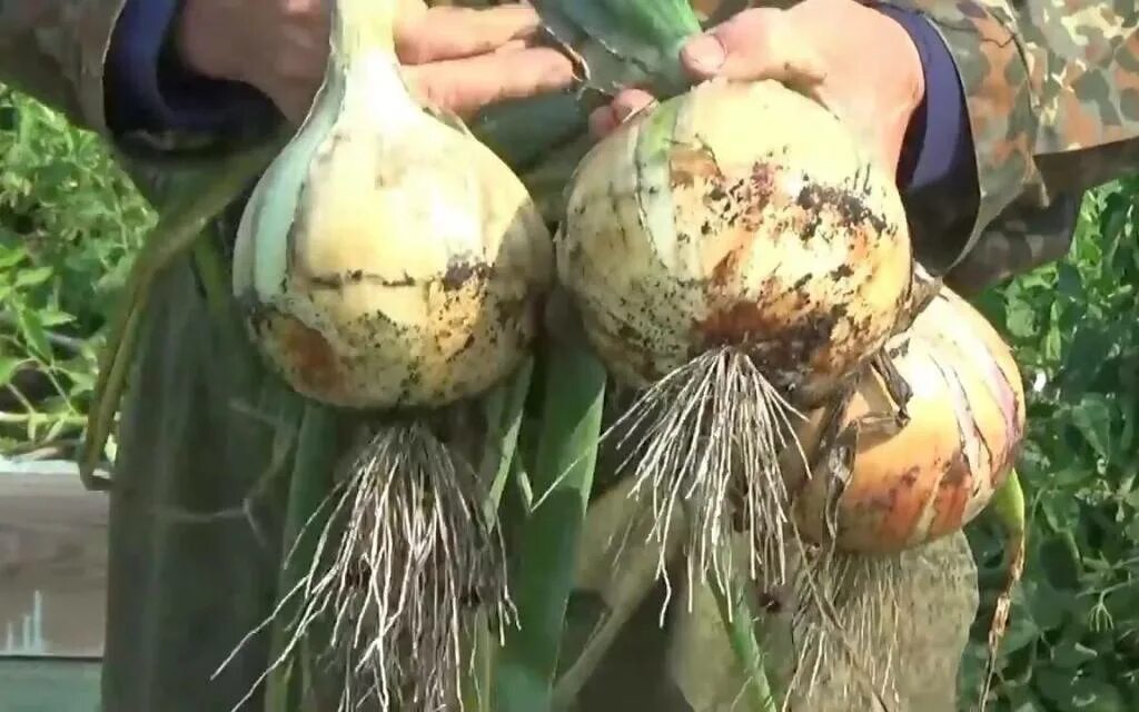 лук эксибишен. лук эксибишен. лук эксибишен f1. лук гигант эксибишен. лук эксибишен рассада.