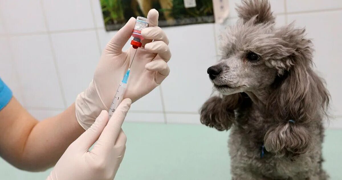 Вакцина от бешенства москва. Животных вакцинируют. Ветеринар. Вакцинация животных от бешенства. Пункт вакцинации животных.
