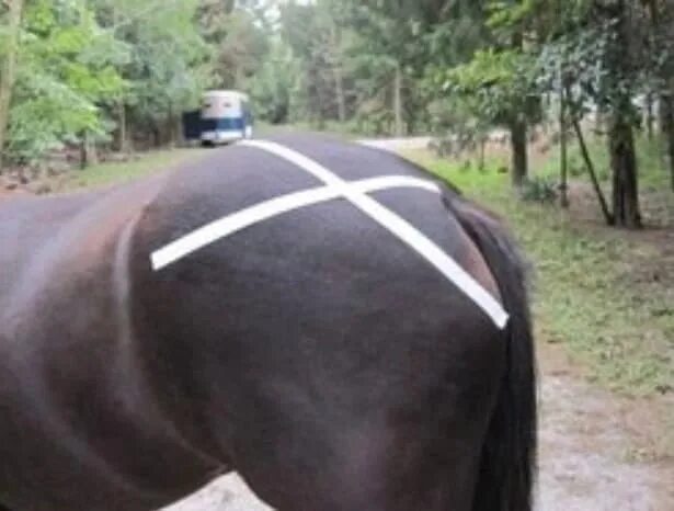 Куда ставят лошадей. Куда ставят лошадей. Внутривенный укол лошади. Вакцинация лошадей. Внутривенная инъекция лошади.