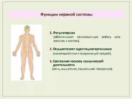 Какие системы выполняют регуляторную функцию