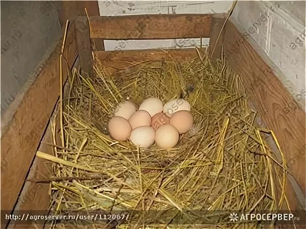 Сколько яиц можно под курицу. Подкладывают яйца под кур наседок. сено под яйца кур. корзина для кур для наседки яиц. место для несушки яиц.