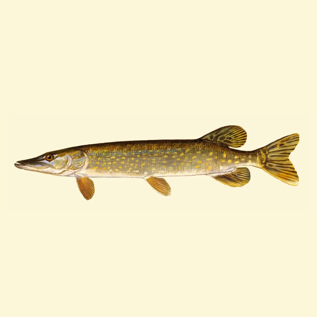 Обыкновенная щука (esox lucius). Рыба чука. Рыба чука. Улов щуки. Салат чука.