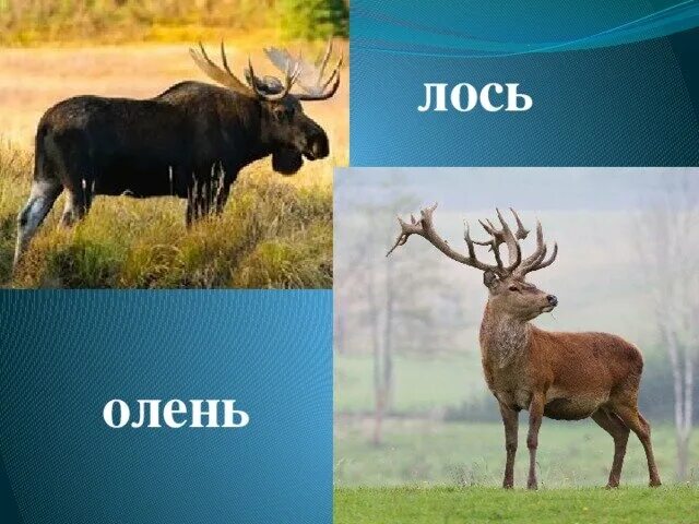 Олень и лось отличия фото. Чем отличается лось от оленя. олень и лось разница. олень отличается от лося. отличие лося от оленя.