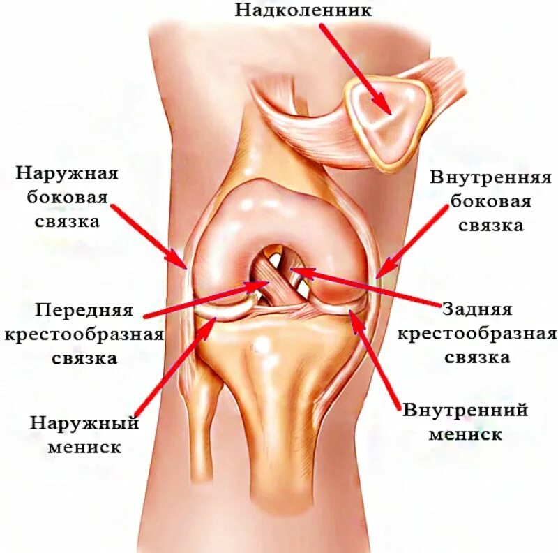 Симптомы крестообразной связки коленного сустава