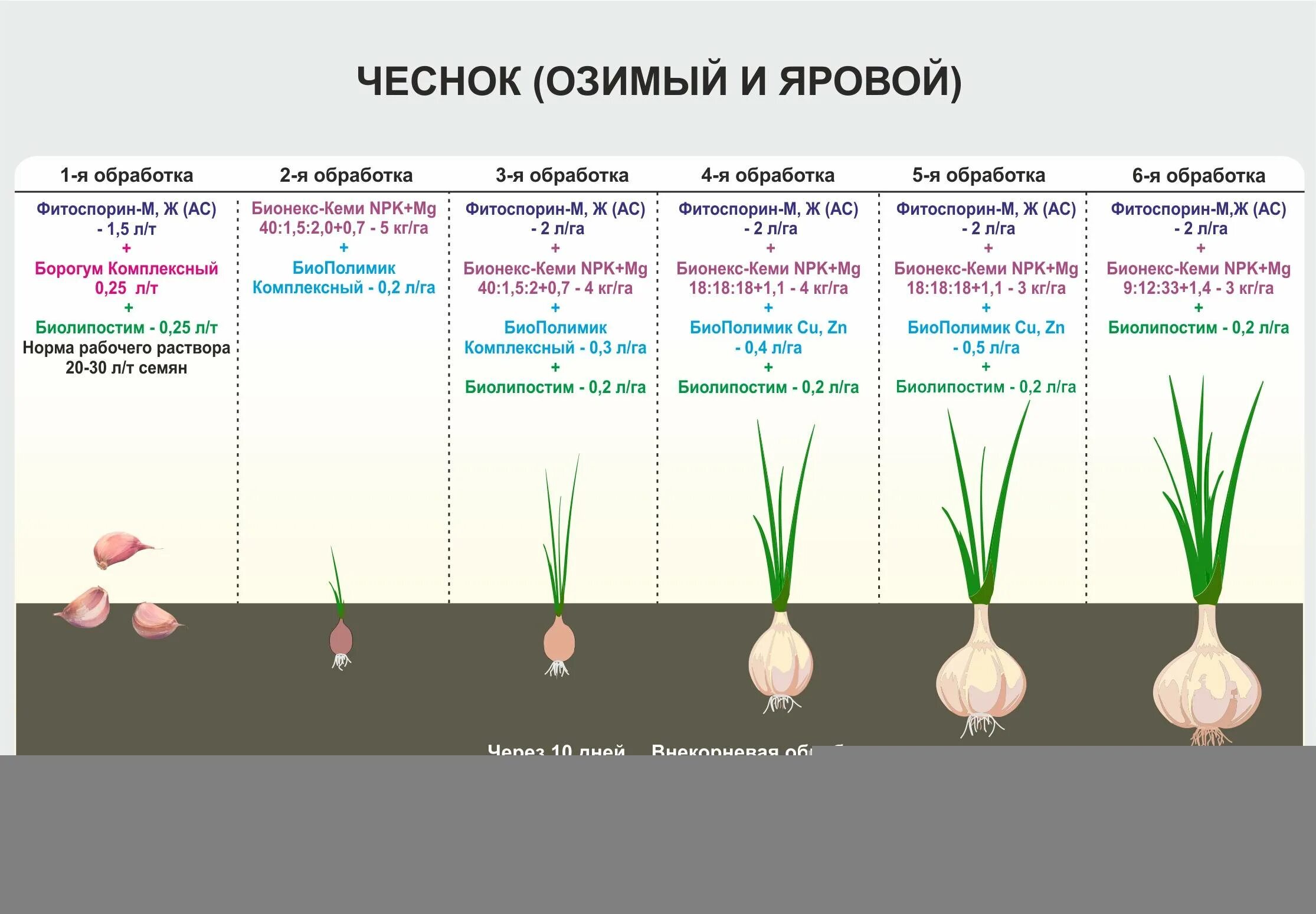 Сколько луковиц в каждом ряду. Схема посадки озимого чеснока.