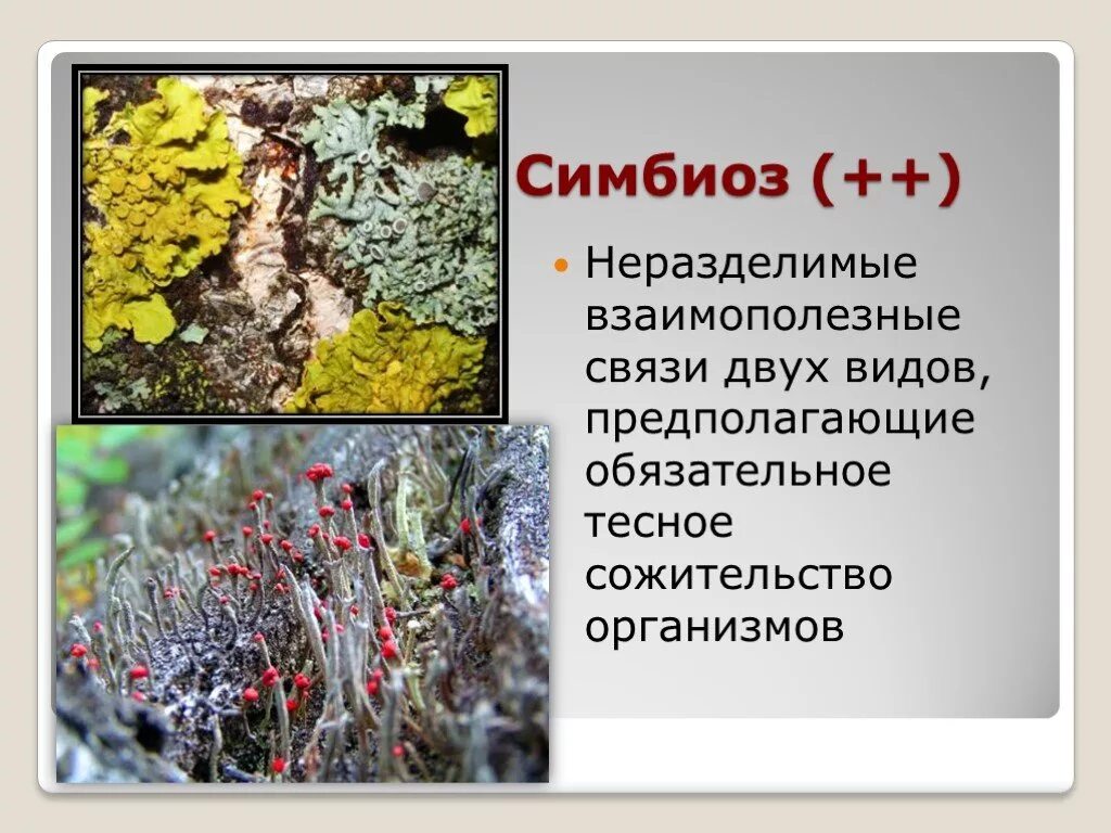 Симбиоз. Симбиоз примеры. Симбиоз в природе. Симбиоз это в биологии. Симбиотические связи организмов