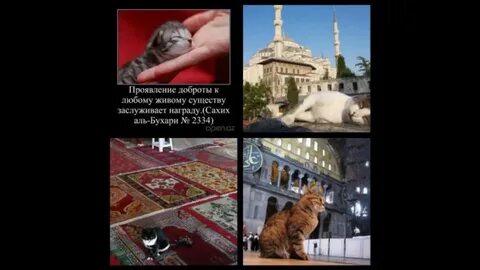 Кошка мухаммада